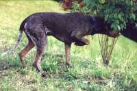Jagdhund, Vorstehhund