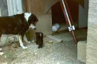 Der Hund Daisy