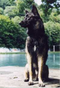 Tervueren