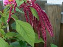 Amaranthus04