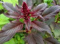 Amaranthus07