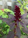 Amaranthus10