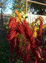 Amaranthus13