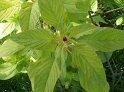 Amaranthus15