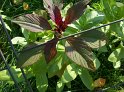 Amaranthus16