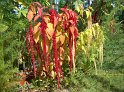 Amaranthus19