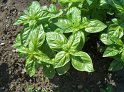 Basilikum_Genovese01
