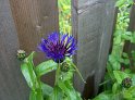 BlaueBlume_01