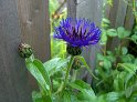 BlaueBlume_02