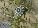 Passionsblume01
