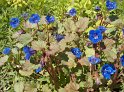 Phacelia_campanula01