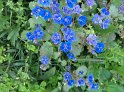 Phacelia_campanula08