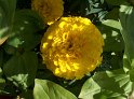 Tagetes03