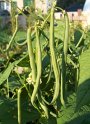 Bohnen14