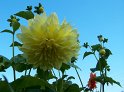 Dahlien47