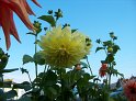 Dahlien49