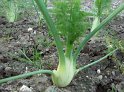 Fenchel09