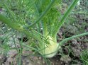 Fenchel10