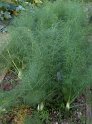 Fenchel15