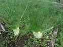Fenchel17