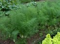 Fenchel20
