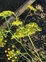 Fenchel27