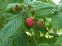 Himbeeren02