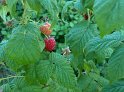 Himbeeren04