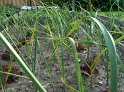Knoblauch03
