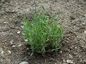 Lavendel10