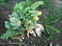 Rettich04