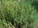 Thymian15