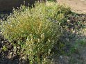 Thymian19
