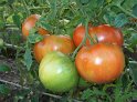 Tomaten07