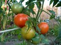 Tomaten08