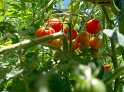 Tomaten24