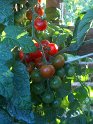 Tomaten27