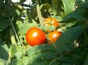 Tomaten31