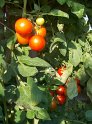 Tomaten33