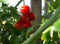 Tomaten35