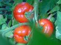Tomaten37