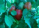 Tomaten39