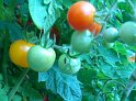 Tomaten40
