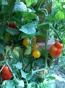 Tomaten42
