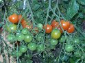 Tomaten_Cherry03