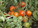 Tomaten_Cherry04