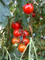 Tomaten_Cherry06