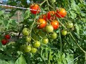 Tomaten_Cherry07