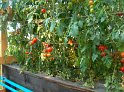 Tomaten_Hors-Sol_04