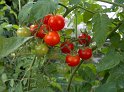 Tomaten_Hors-Sol_07